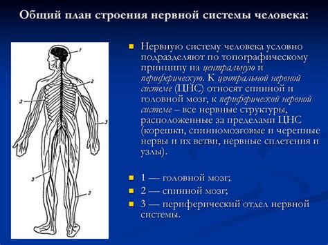 Нейросеть - инновационная система обработки информации, основанная на моделировании нервной системы человека