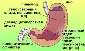 Нейтрализация избытка кислоты в желудке