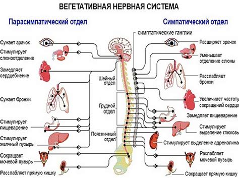 Нервная система и стрессовые ситуации