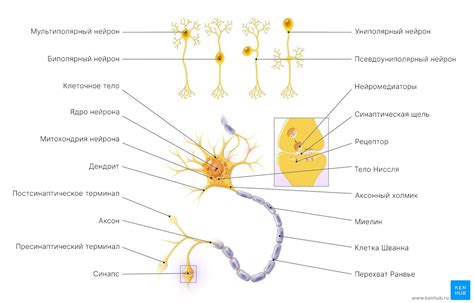 Нервные клетки: нейроны и их типы