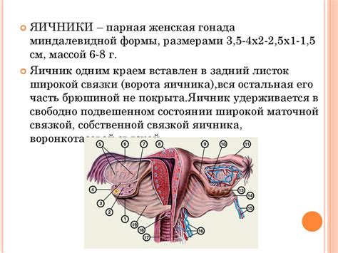 Нормализация органов половой системы