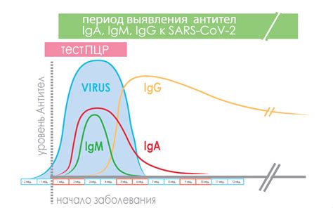 Нормальные уровни IgM антител