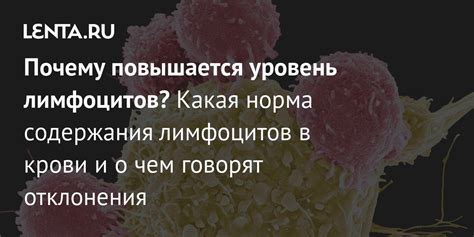 Норма по количеству лимфоцитов в крови