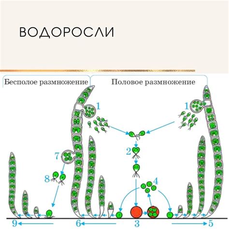 Образование гамет у организмов