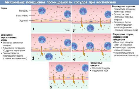 Образование язв и сыпи