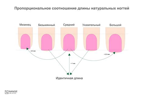 Обратите внимание на изменения длины и ширины ногтя