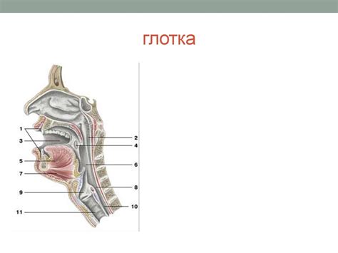 Обследование носоглотки и ротовой полости