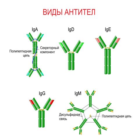 Общий иммуноглобулин E: роль и функции