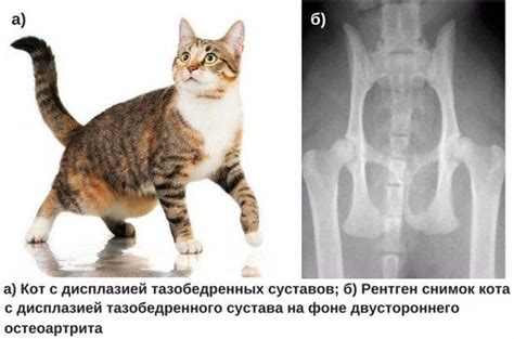 Ограничение движения после ушиба лапы у кота