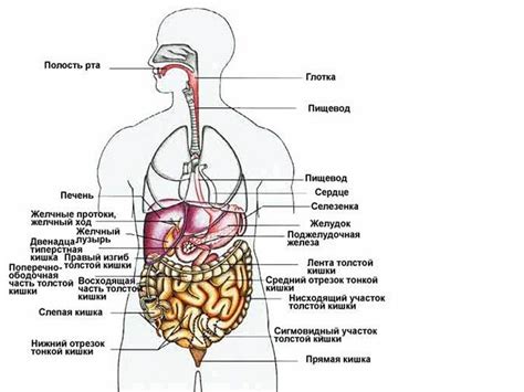 Одно из возможных объяснений дискомфорта в области левого паха у представителей мужского пола: