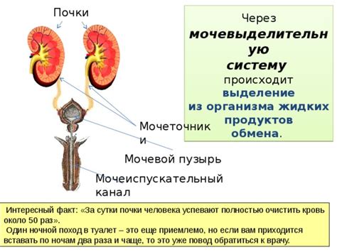 Оказывает лечебное действие на почки и мочевыделительную систему