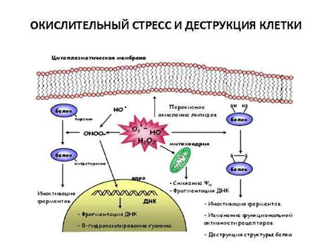 Окислительный стресс и его связь с потреблением жиров