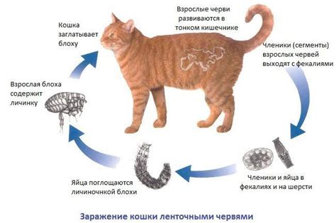 Опасность наличия глистов у котят