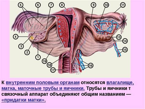 Описание ишиаса у женщин