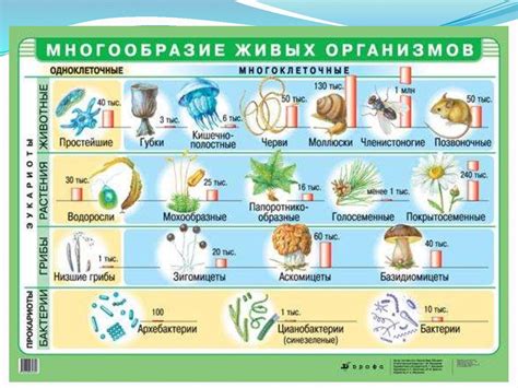 Описание организмов и их важность