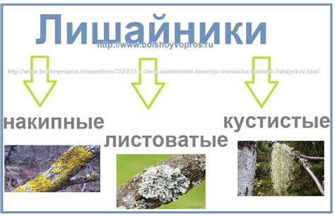 Определение и особенности слоевища