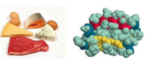 Определение и роль белков в организме