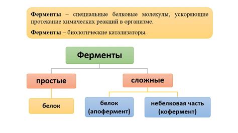 Определение и роль фермента в организме