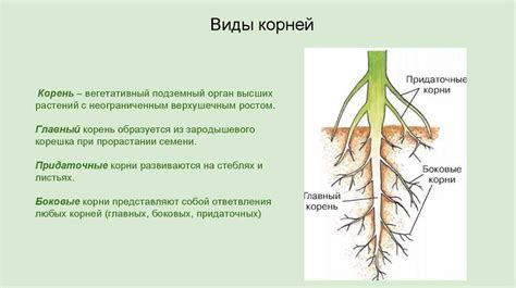 Определение и структура корня