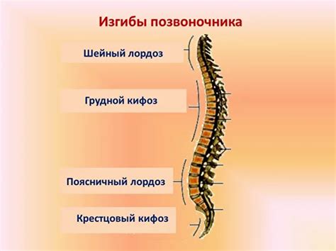 Определение и суть физиологического лордоза