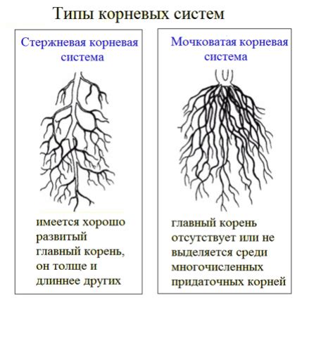 Определение и типы корней