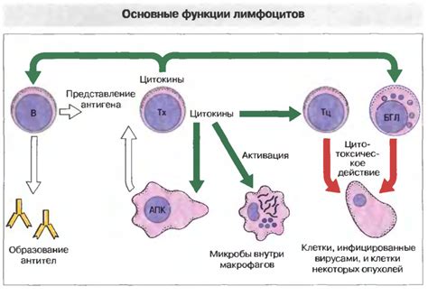 Определение и функции лимфоцитов