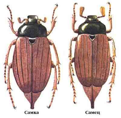 Определение майского жука