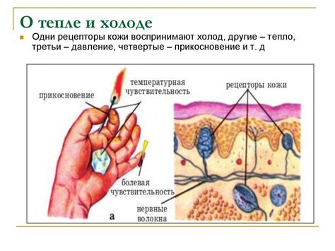 Определение осязания и его роль