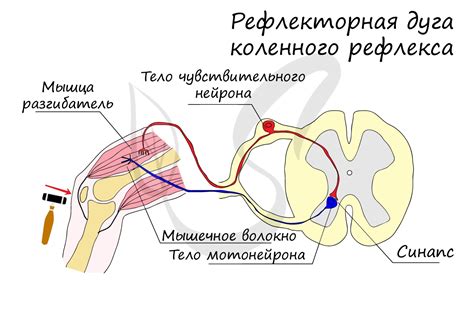 Определение рефлекса и рефлекторной дуги