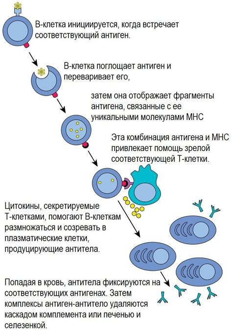 Определение состояния иммунной системы на основе лимфоцитов