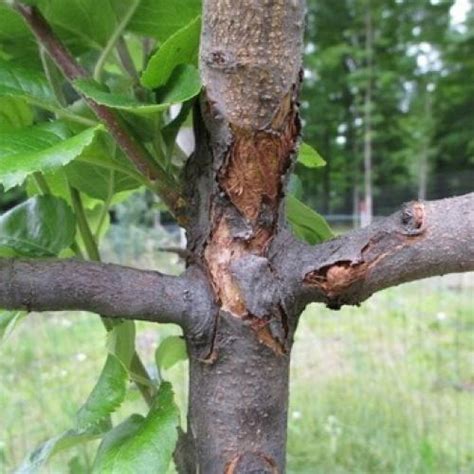 Оранжевые пятна на стволе яблони: причины