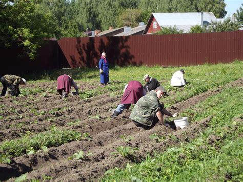 Организационные аспекты личного хозяйства на полевых участках