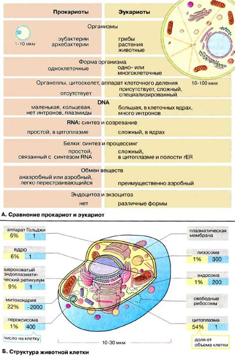 Организация клеточной структуры эукариот и прокариот