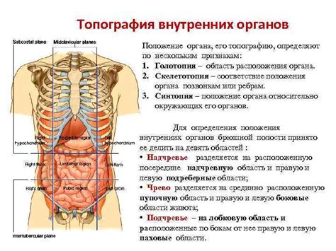 Органы, находящиеся в правой стороне тела