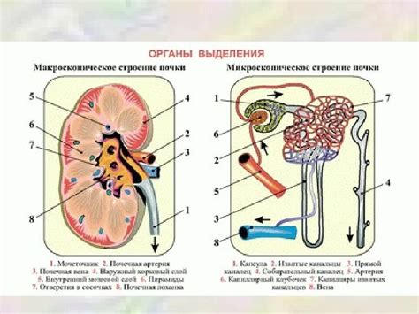 Органы выделительной системы и их роль в организме