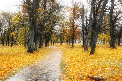 Осень в парке: время для кормления уток