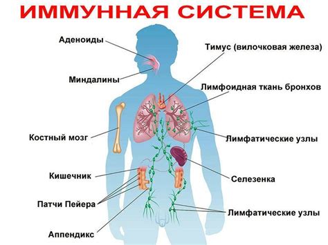 Ослабление имунной системы