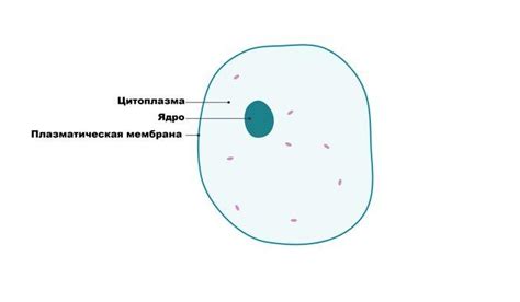 Основные компоненты цитоплазмы