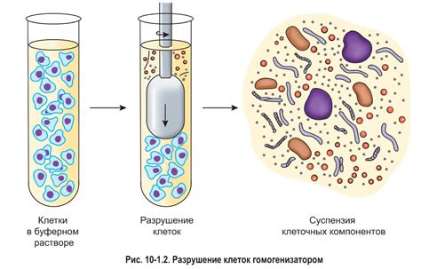 Основные методы исследования клеток в школьной программе по биологии