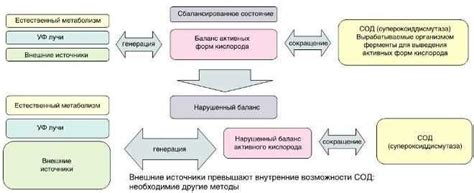 Основные механизмы их влияния на организм