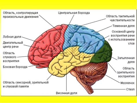 Основные подразделы мозга