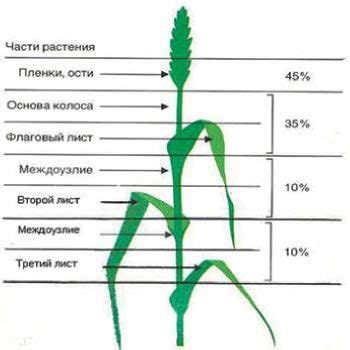 Основные правила применения фунгицидов