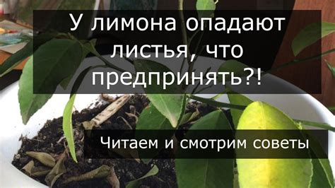 Основные причины выпадения листьев у комнатного лимона