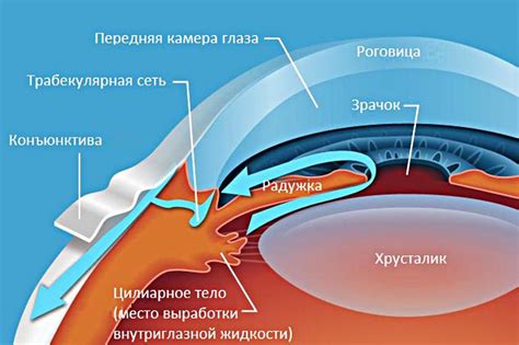 Основные причины глаукомы глаза баня