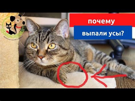 Основные причины лазания котов на улицу