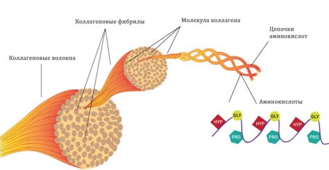 Основные различия между коллагеном 1 и 2 типов