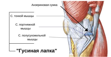 Основные симптомы скопления жидкости под коленкой