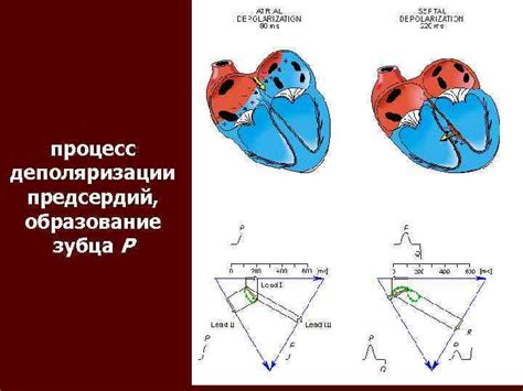 Основные характеристики изменений при деполяризации предсердий