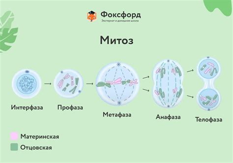 Основные этапы митоза - деления всех клеток