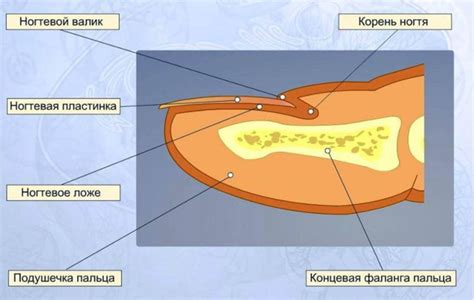 Основы анатомии ногтей и кожи рук